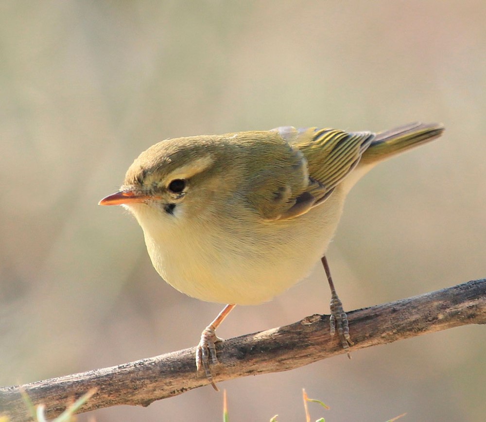 Phylloscopus trochiloides