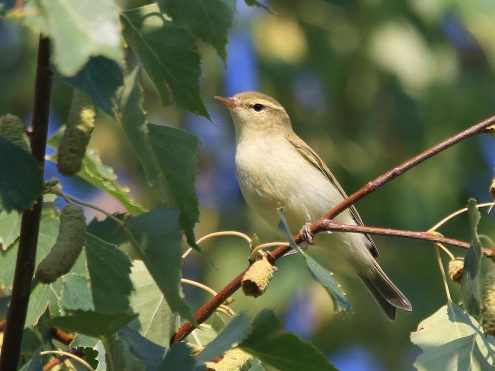 Зелёная пеночка (Phylloscopus trochiloides)
