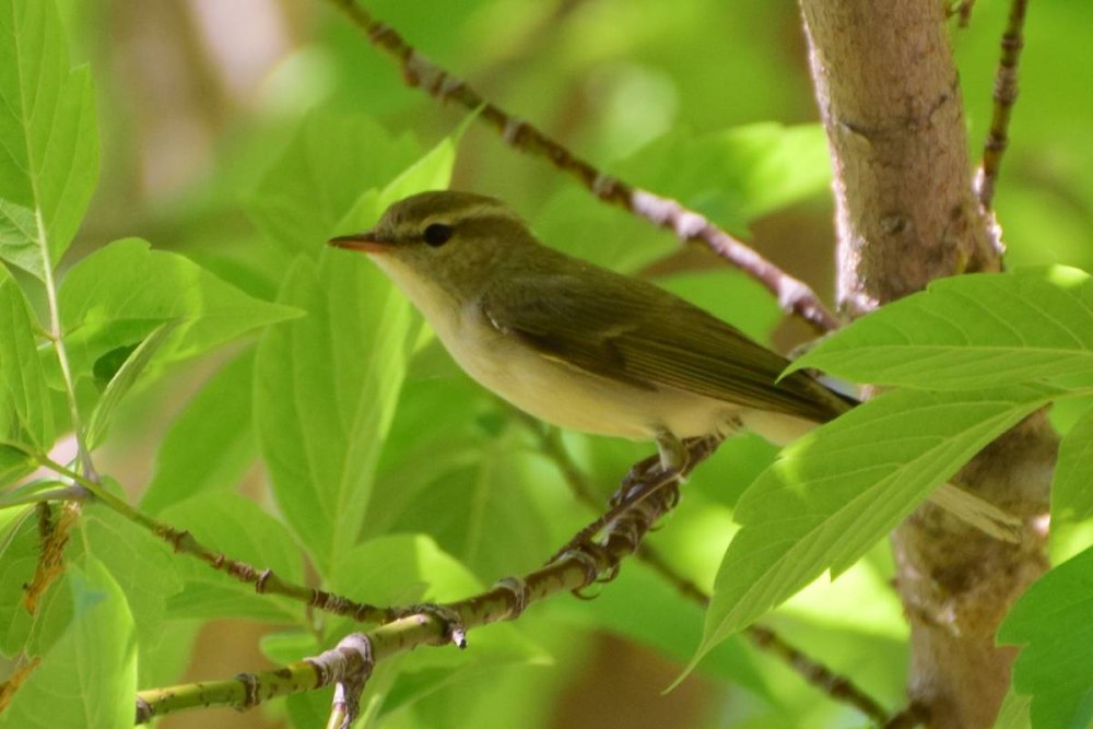 Зелёная пеночка simple fauna
