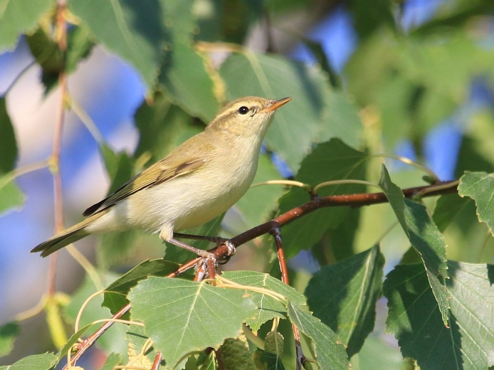 Phylloscopus trochiloides