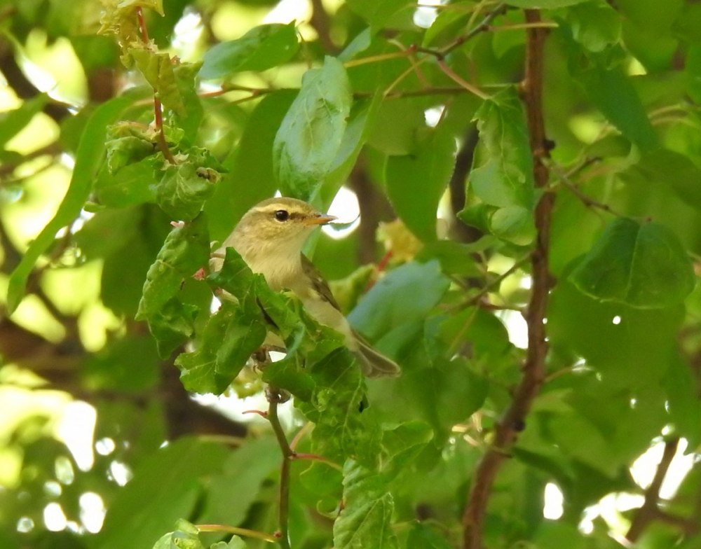 Зелёная пеночка (Phylloscopus trochiloides)