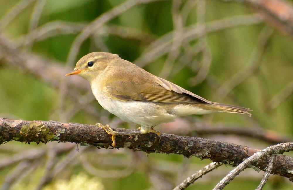 Сахалинская пеночка Phylloscopus borealoides