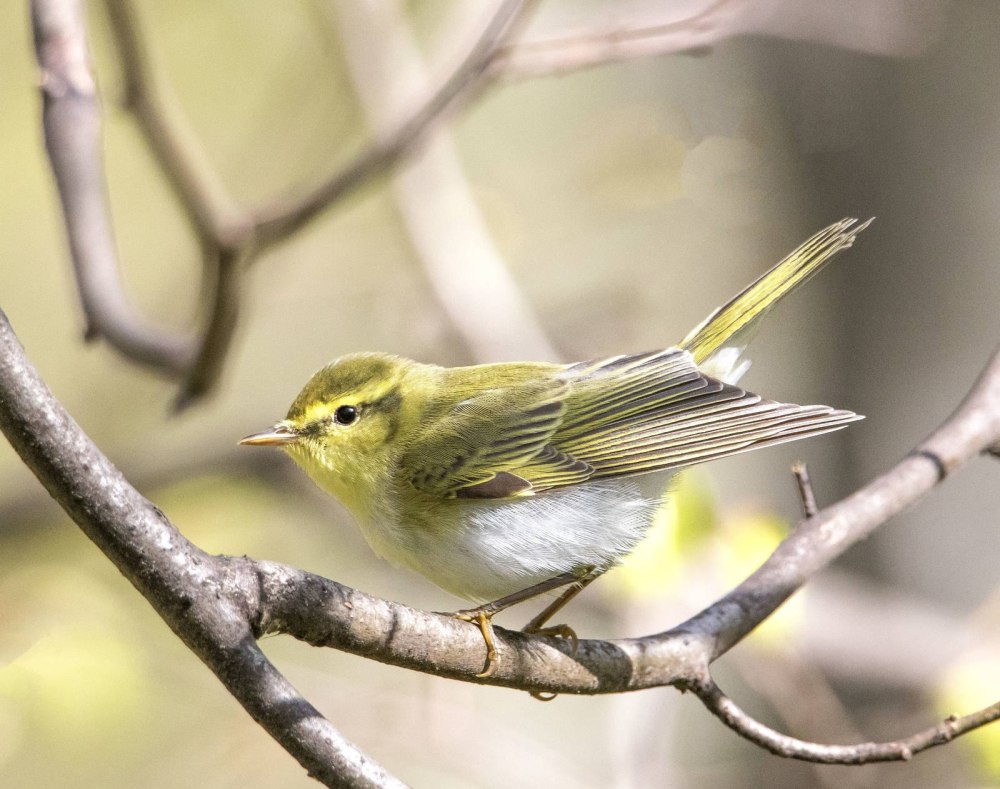 Пеночка-трещотка (Phylloscopus sibilatrix)