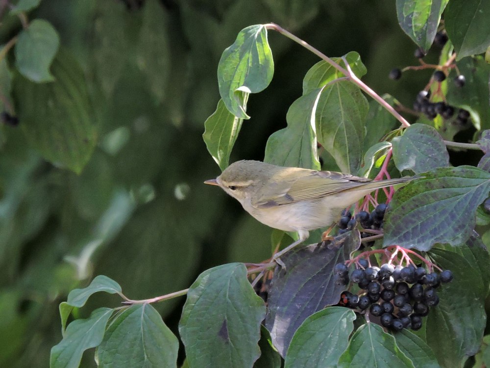 Пеночка зелёная ‒ Phylloscopus trochiloides (Sundevall, 1837)