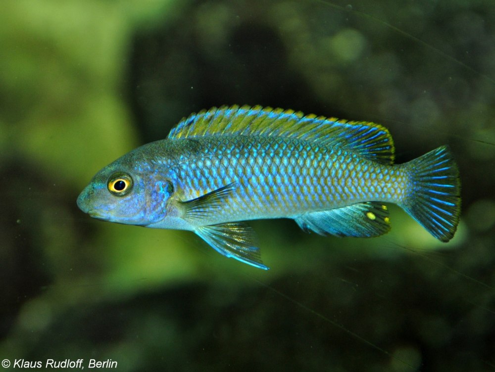 Labeotropheus trewavasae manda