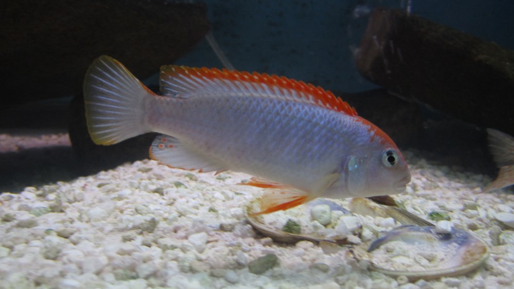 Pseudotropheus perspicax.