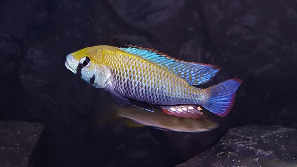 Astatotilapia calliptera