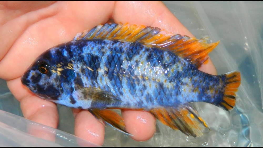 African Cichlid Egg Tumbler