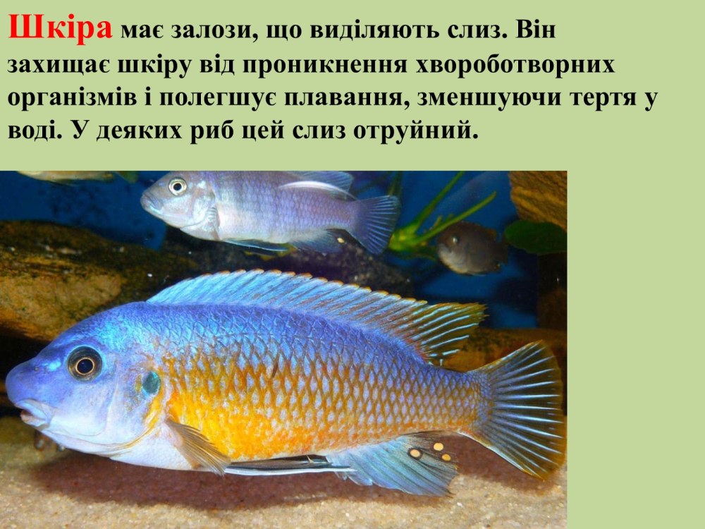 Как рожают цихлиды
