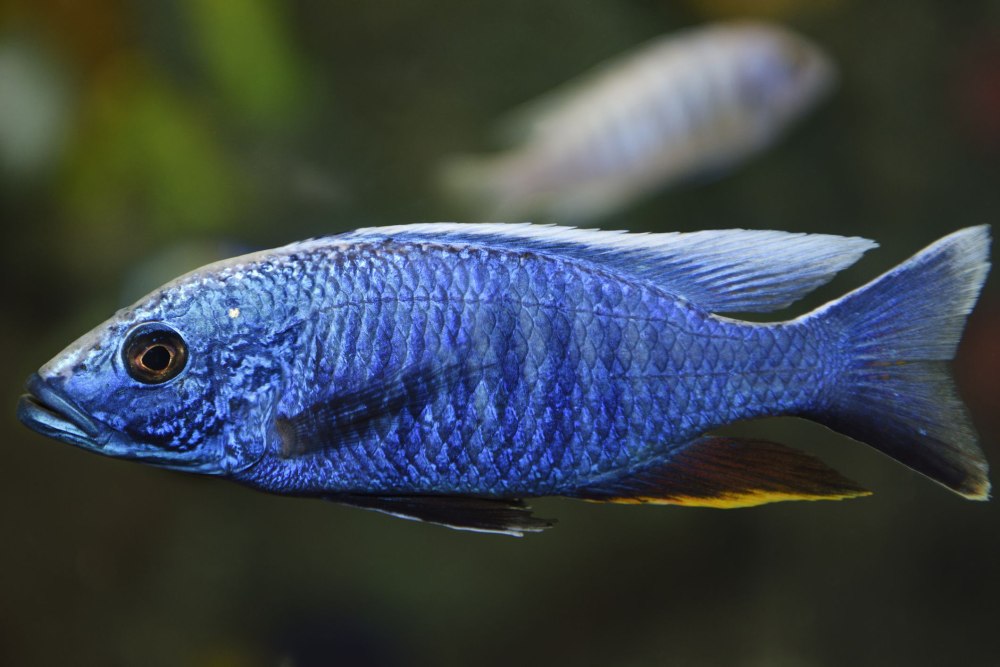 Electric Blue ahli Diet
