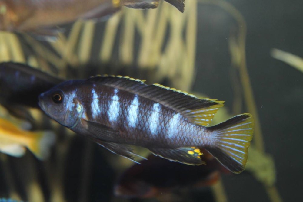 Elongatus Chewere