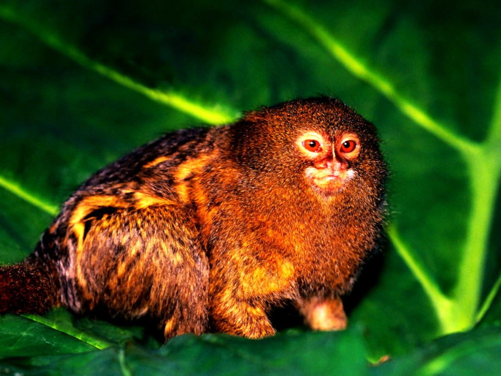 Cebuella pygmaea