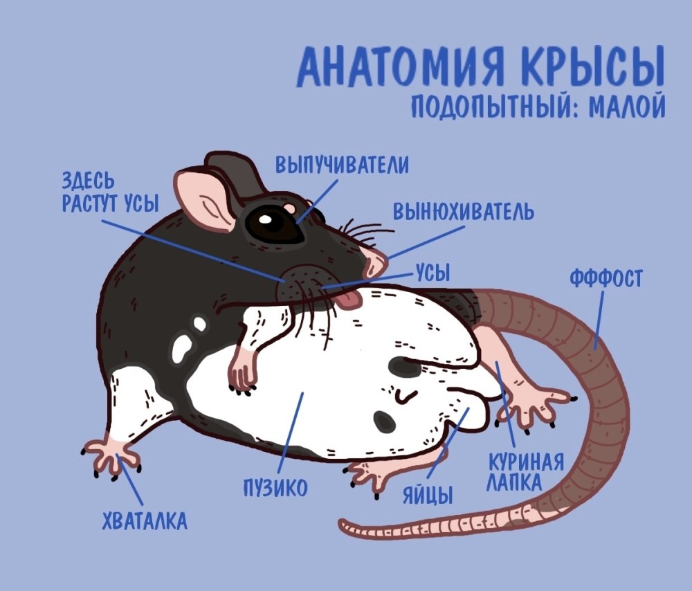 Строение крысы