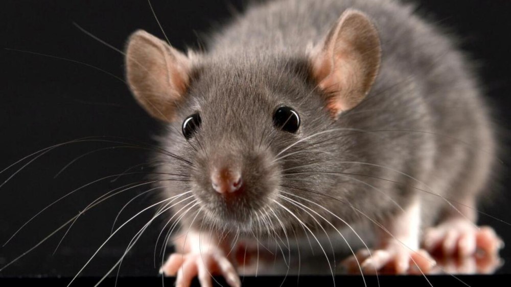 Rat Block