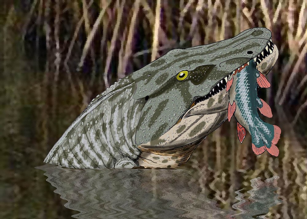 Anthracosaurus russelli