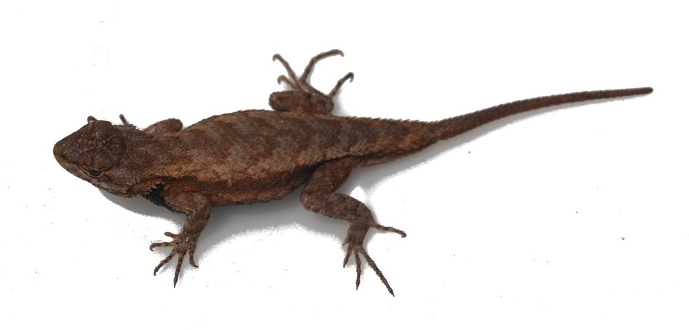 Sauropsida