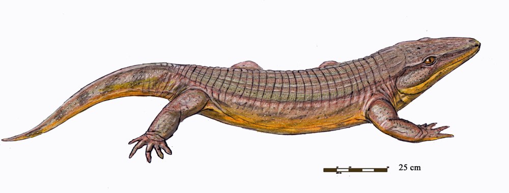Chroniosuchus licharevi