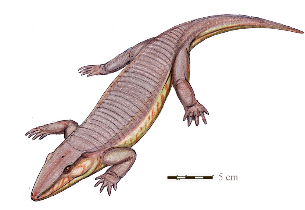 Anthracosaurus russelli