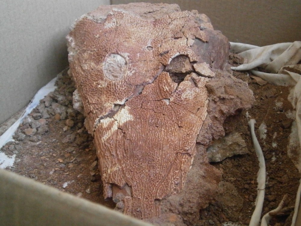 Benthosuchus sushkini
