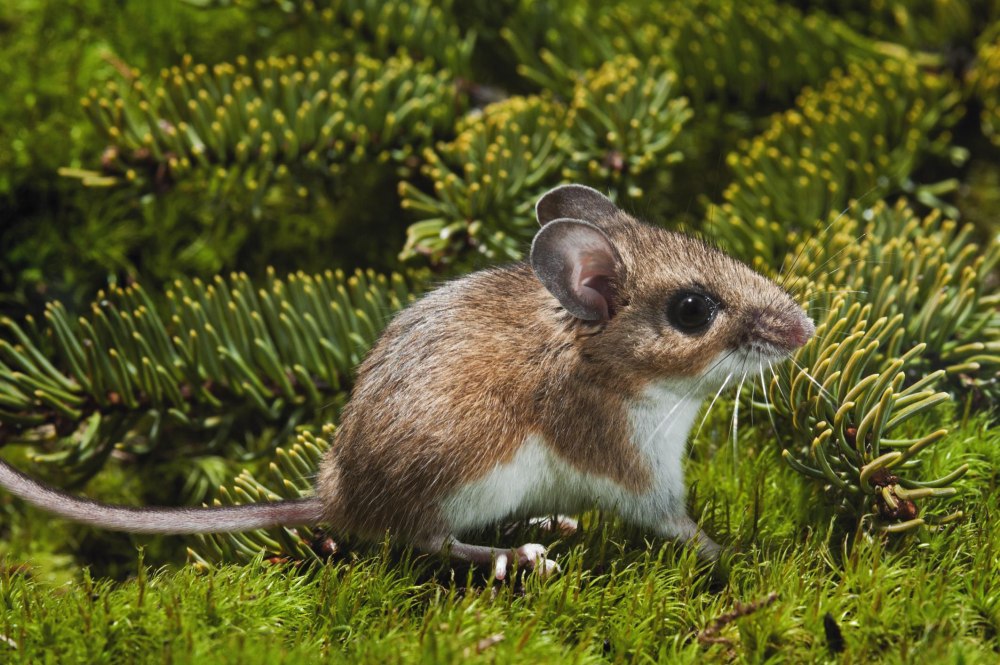 Peromyscus maniculatus