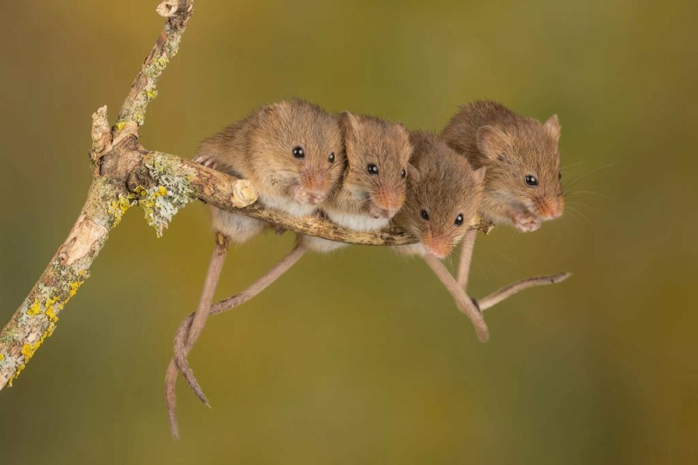 Животные рода восточные мыши