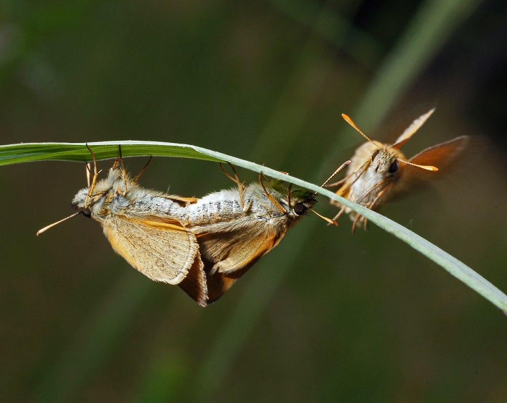 Ligyrocoris Sylvestris