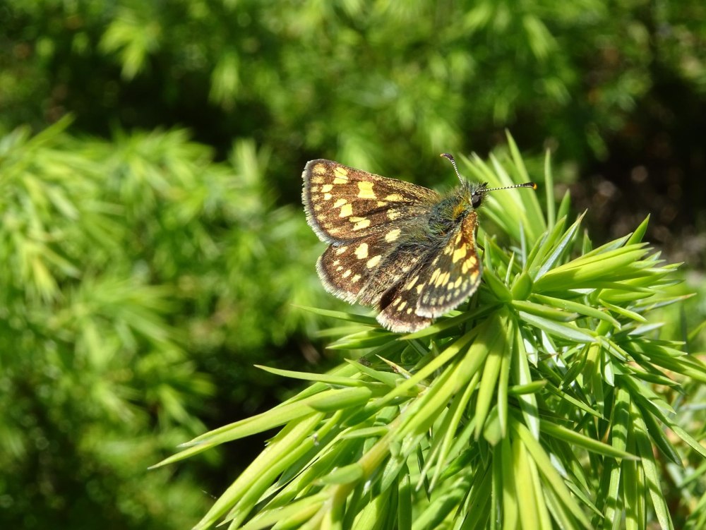 Carterocephalus Palaemon