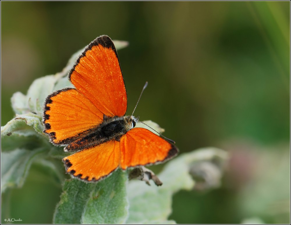 Thersamonia asabinus