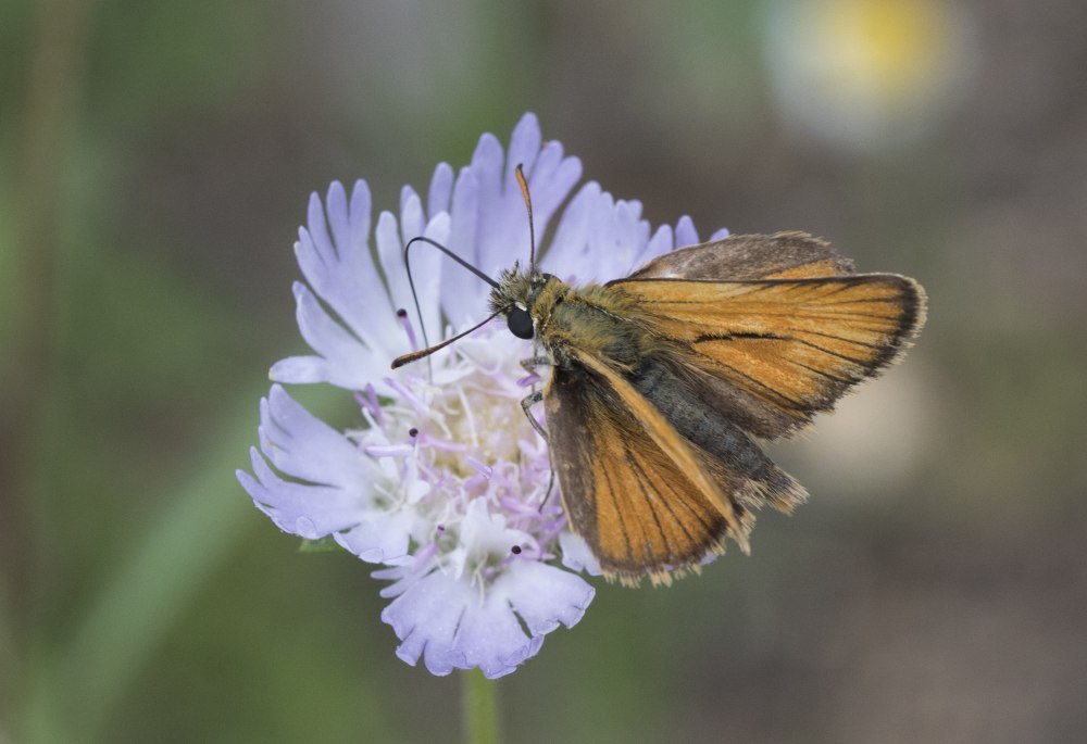 Thymelicus