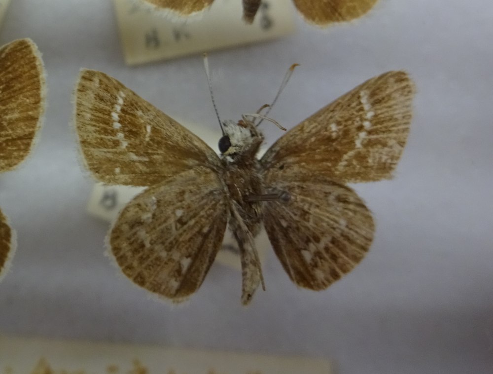 Aeromachus inachus