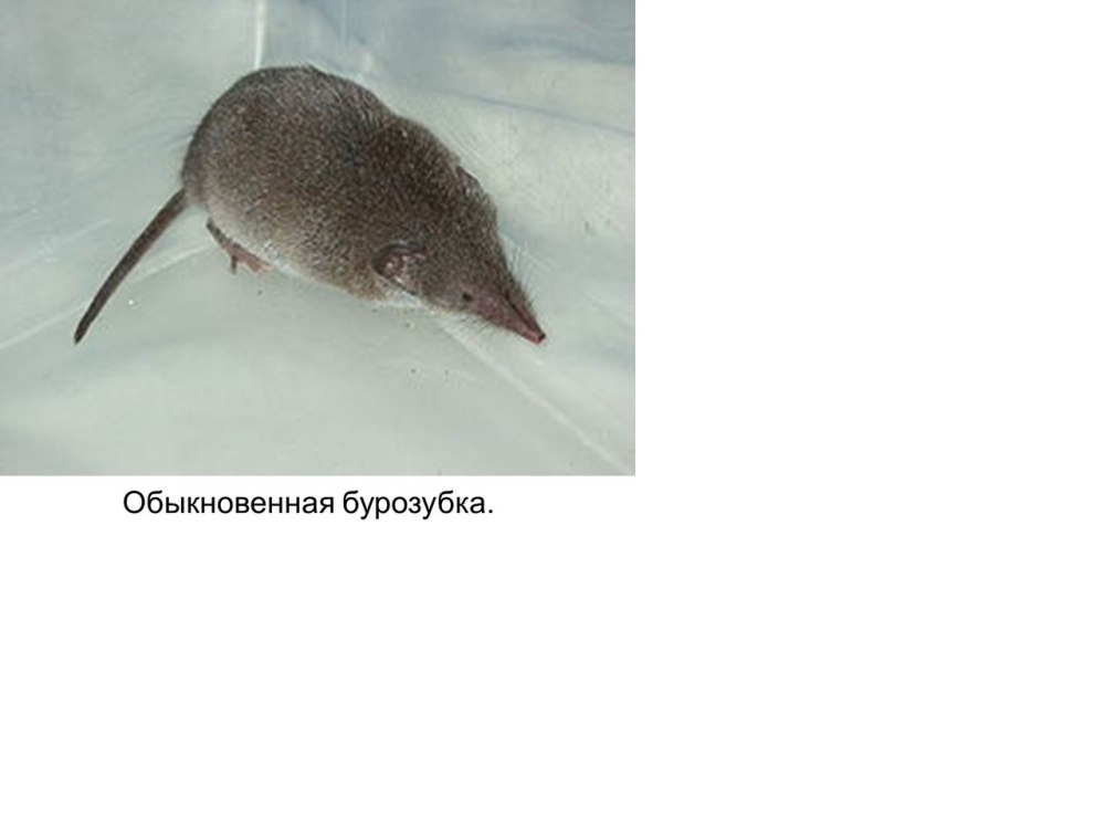 Бурозубка обыкновенная описание