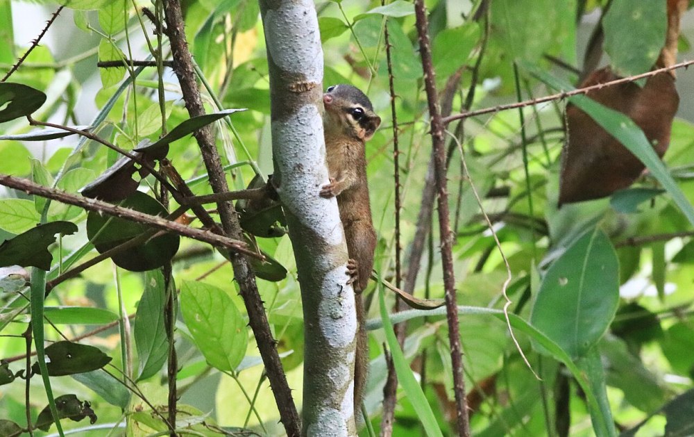 Dendrogale