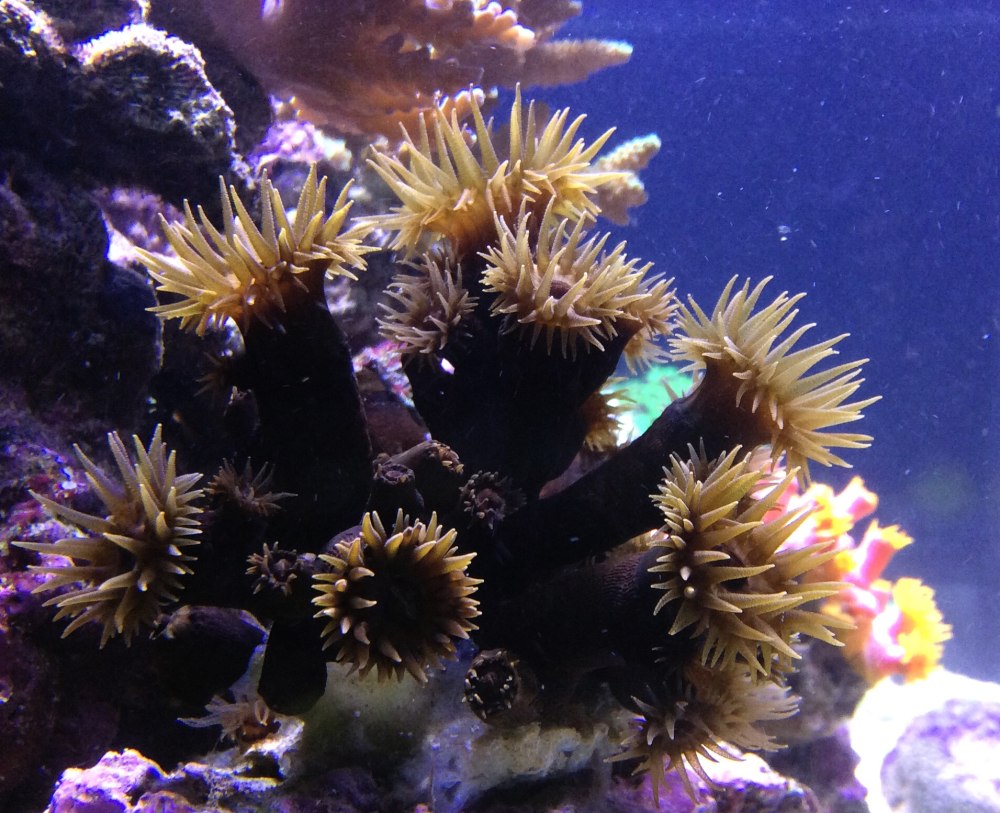 Стоковые фотографии по запросу Чёрный коралл