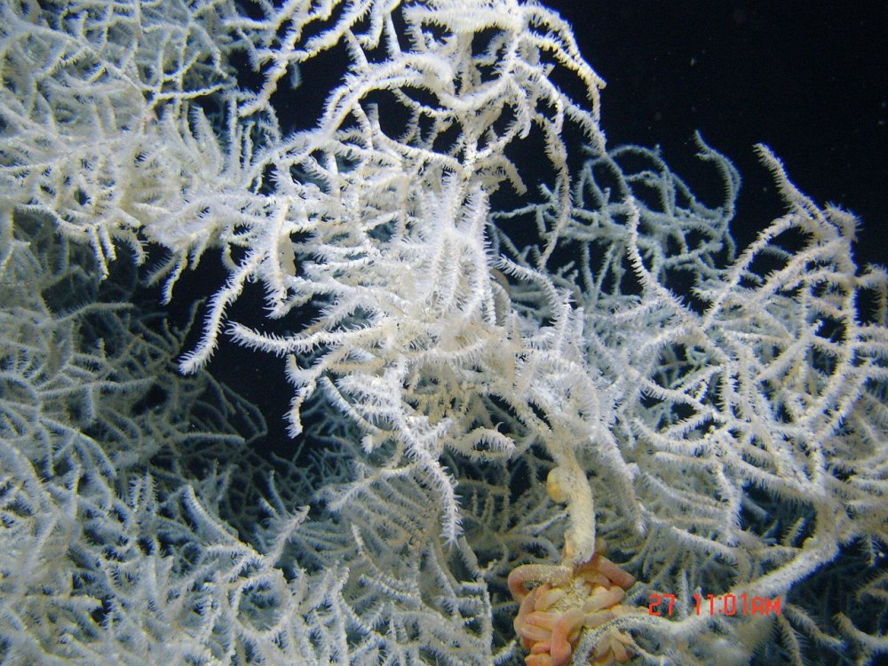 Черный коралл (85 фото)