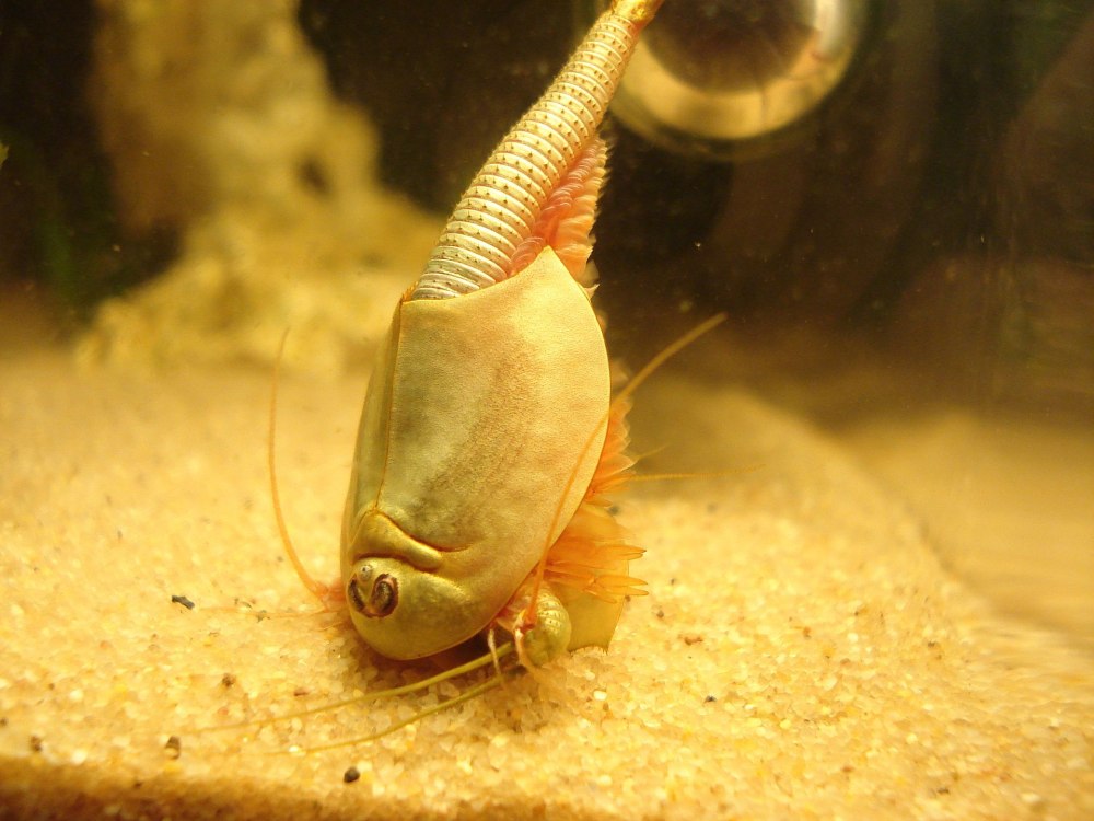 Щитни Triops