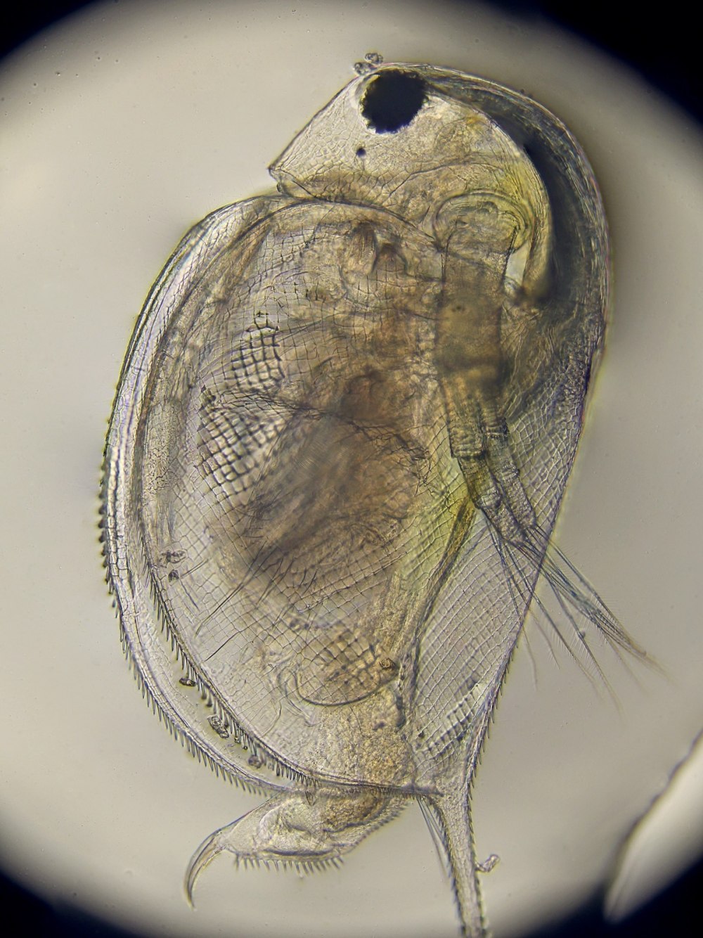 Дафнии Daphnia Magna