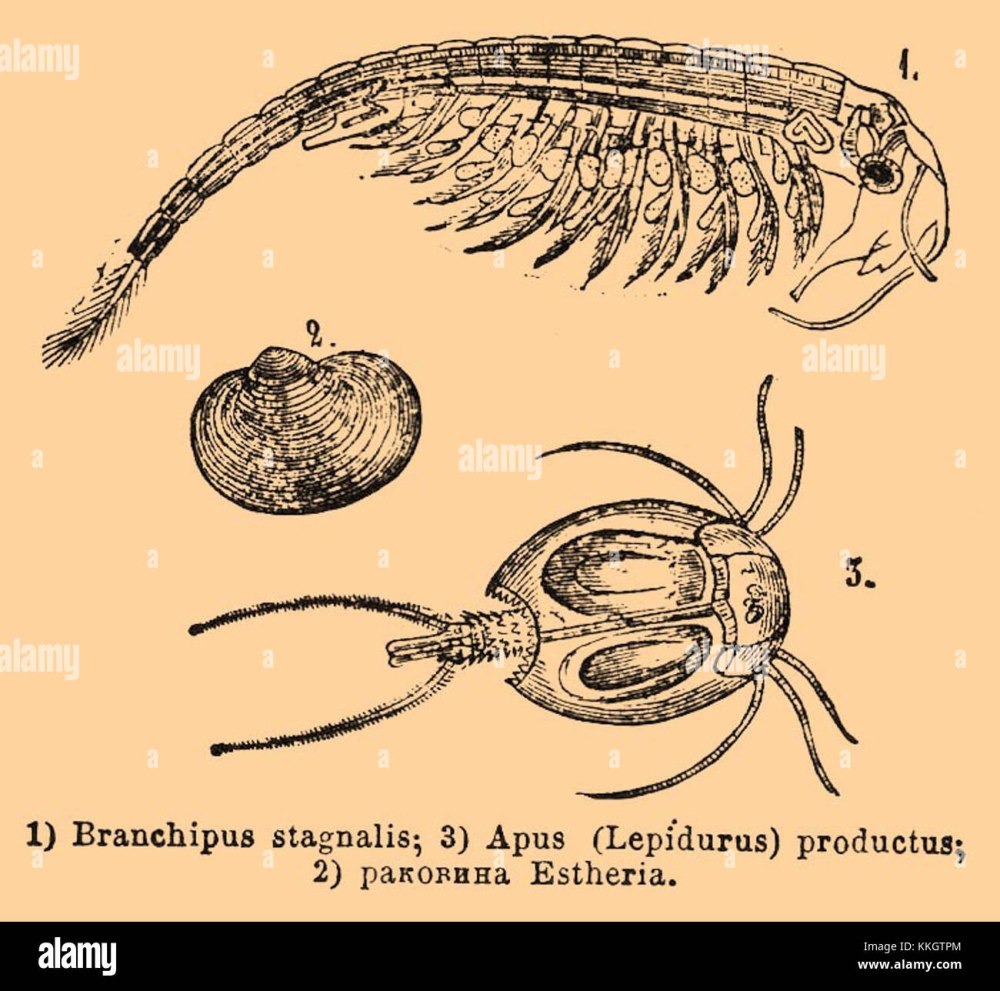 Раковинные Листоногие