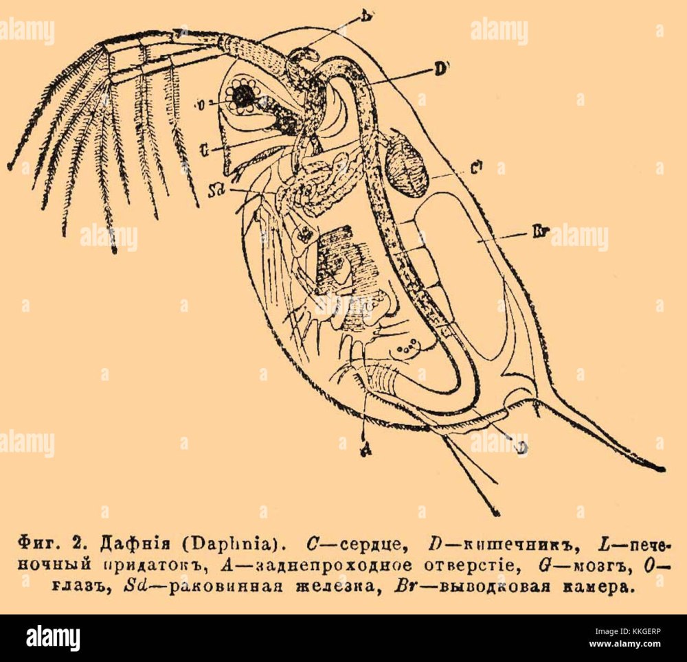 Листоногие дафнии
