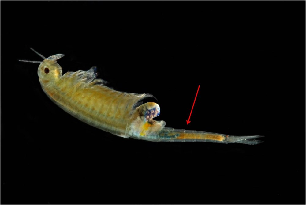 Branchipus stagnalis