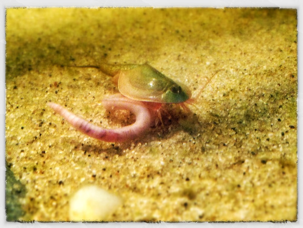 Triops granarius