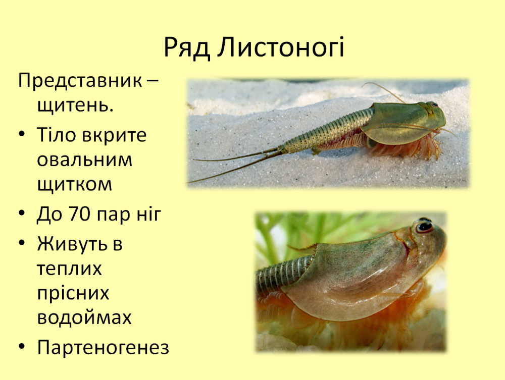 Щитень отряд