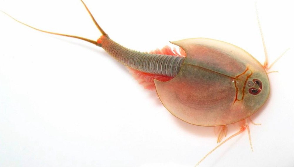 Щитни Triops cancriformis