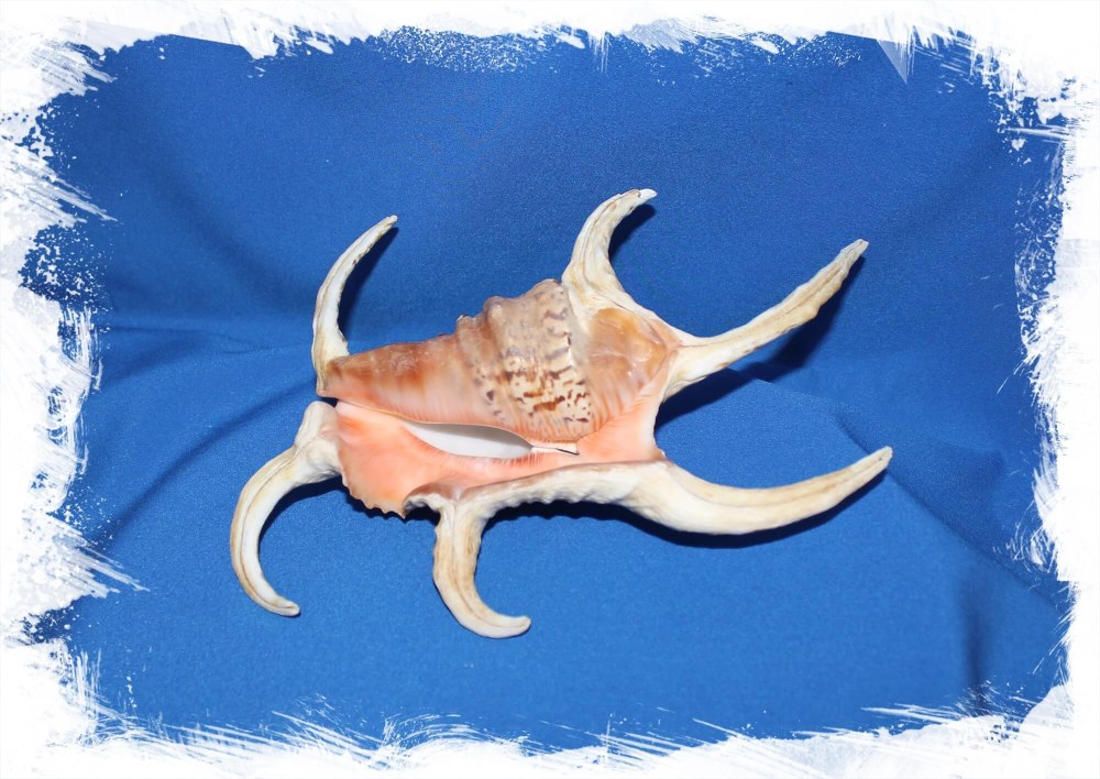 Морская Ракушка Лямбис хирагра