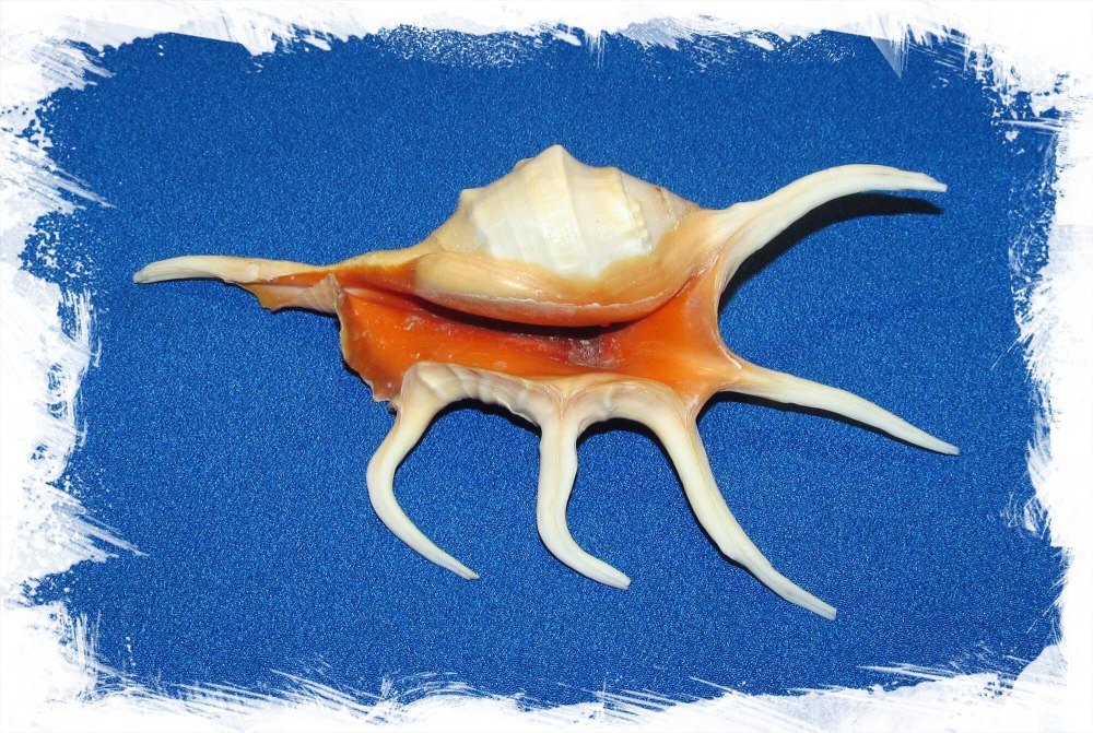 Лямбис хирагра морская раковина