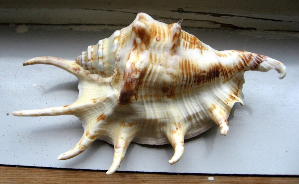 Ламбис моллюск