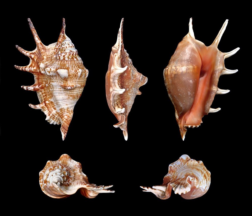Морская раковина Лямбис