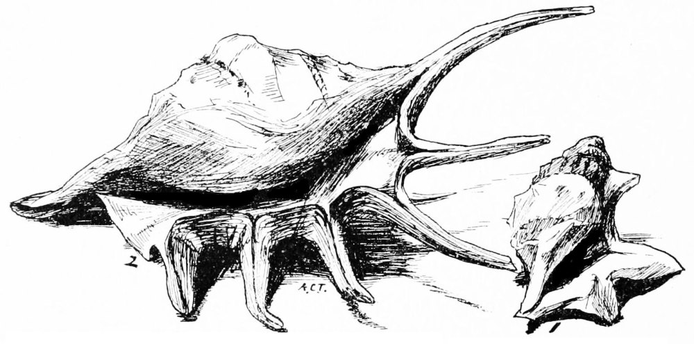 Лямбис строение и рисунок