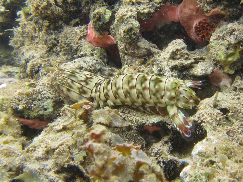 Gonodactylaceus species