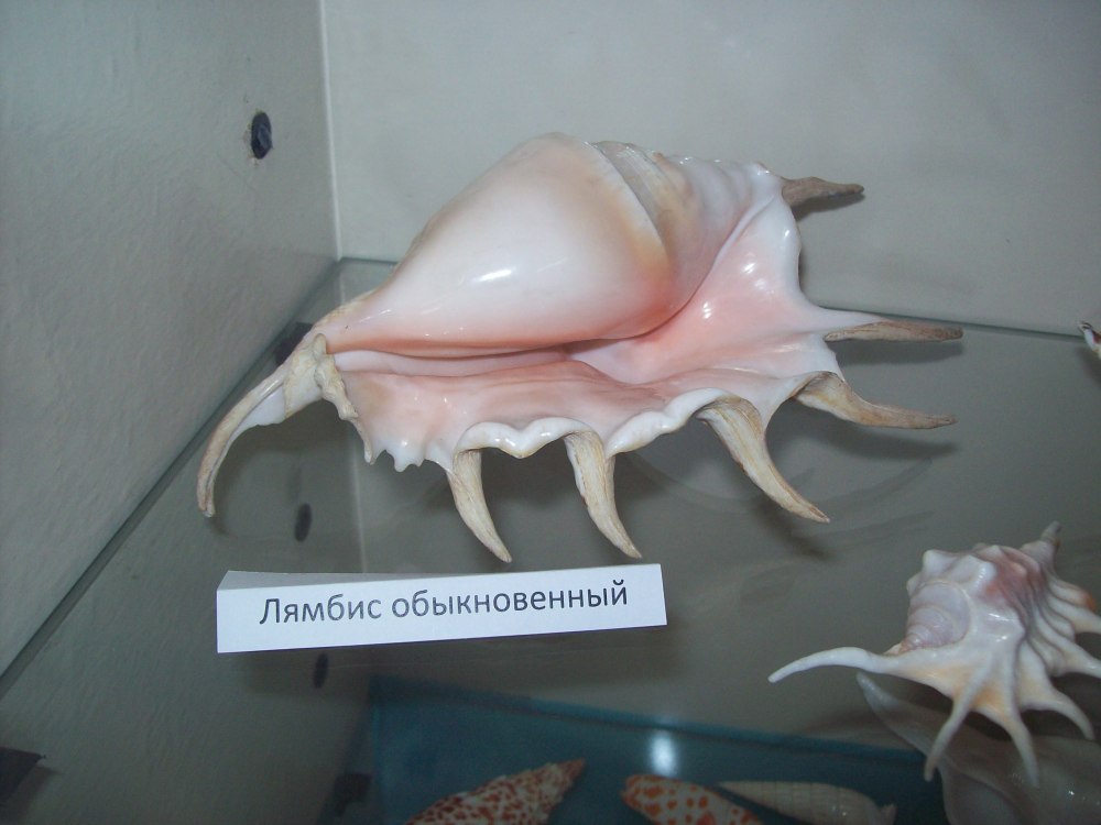 Морская Ракушка Лямбис чирагра