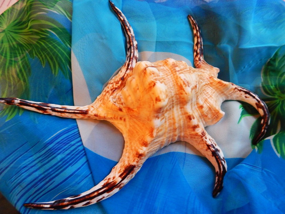 Лямбис хирагра морская раковина